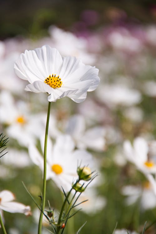 Beyaz Yapraklı çiçek Tarlası
