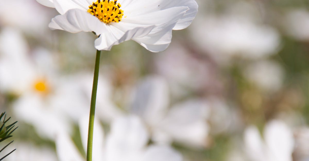 White Petaled Flower Field