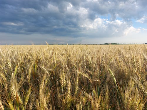 Storm‑Delayed Harvest? How It Could Raise Fall Food Costs