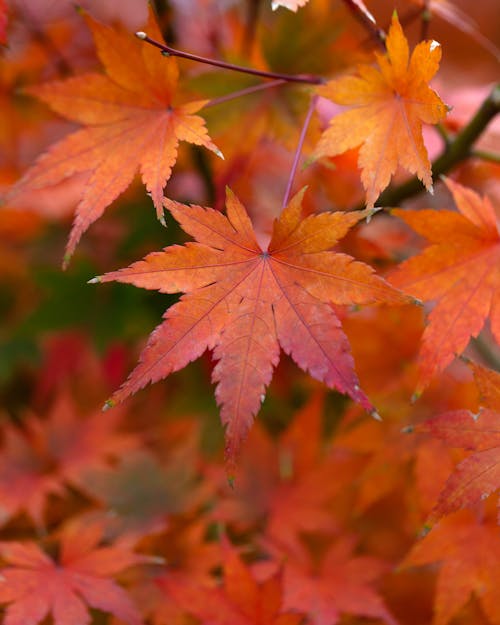 Close-Up Shot of Maple Leaves