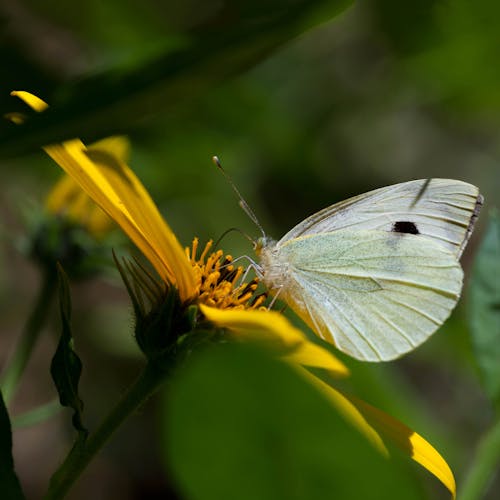 Free Close-Up Shot of a White Butterfly Perched on a Yellow Flower Stock Photo