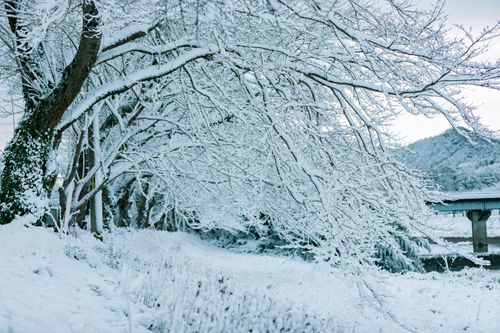 Free A peaceful scene of snow-covered trees during winter, showcasing nature's serene beauty. Stock Photo