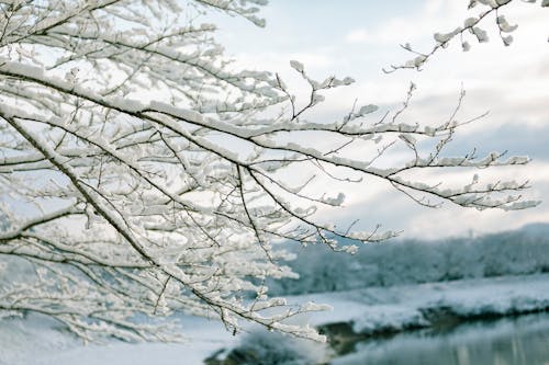 Δωρεάν στοκ φωτογραφιών με κλαδιά δέντρων, χειμώνας, χιόνι Φωτογραφία από στοκ φωτογραφιών