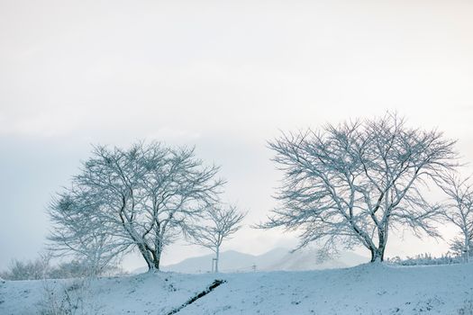 A tranquil winter scene featuring bare trees covered in snow, perfect for conveying a peaceful and serene environment.