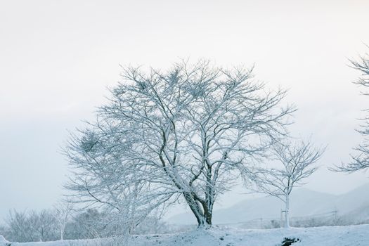 A serene snow-covered tree stands alone, embodying the peaceful essence of wintertime nature.