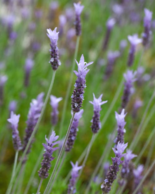 Close-Up Shot of Lavenders in Bloom