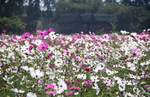 White and Purple Petal Flower Field