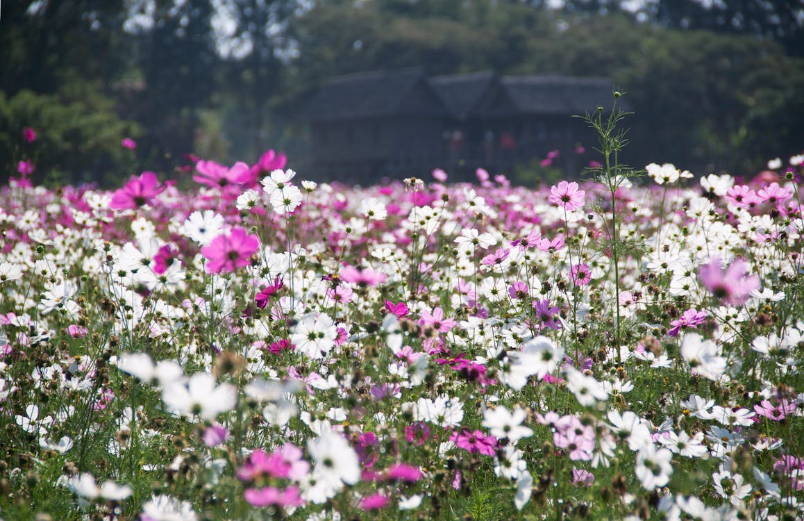 Free White and Purple Petal Flower Field Stock Photo