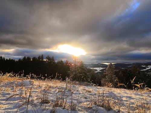 Gratis lagerfoto af skov vinter, tidlig solopgang, vinterlandskab
