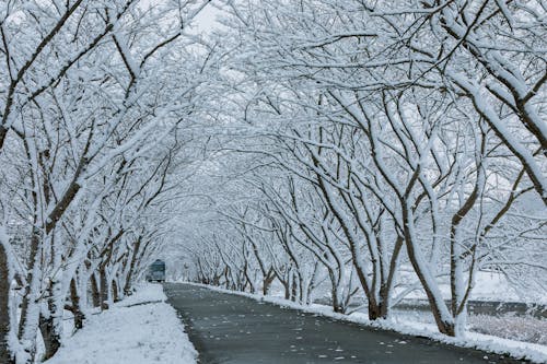 下雪的天氣, 冷, 冷冰的 的 免费素材图片