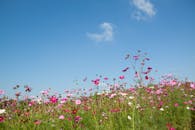 晴朗的蓝天下，生机勃勃的野花盛开在草地上，捕捉到春天的精髓