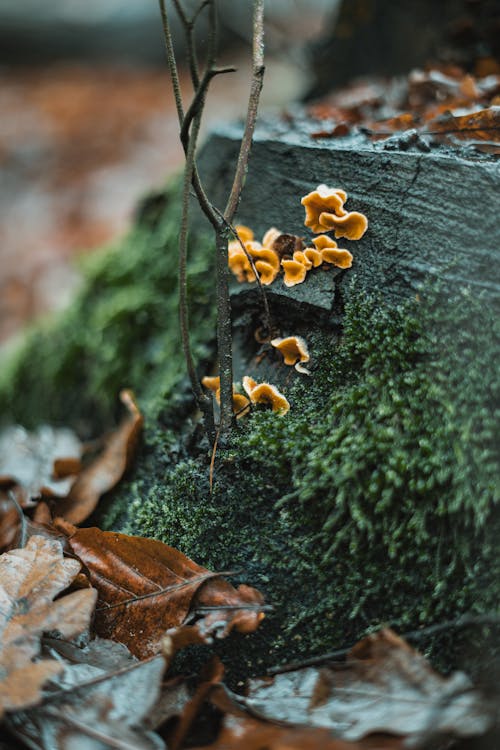 Kostenloses Stock Foto zu fungi, getrocknete blätter, grünem moos
