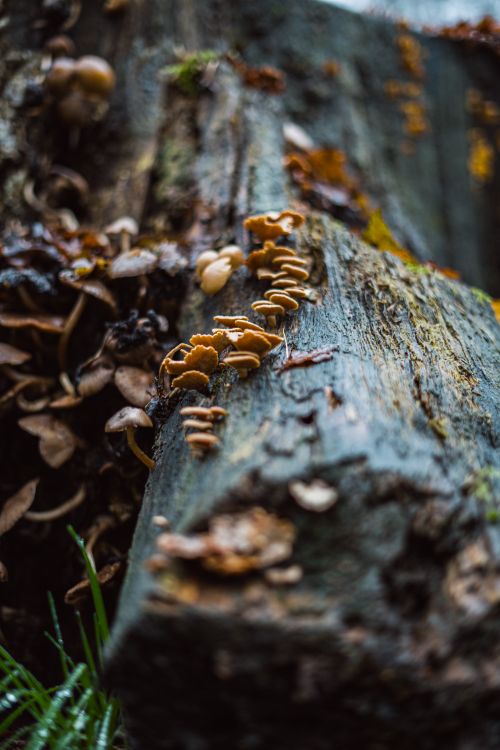 Free Brown mushrooms growing on a decaying tree trunk in a lush forest. Stock Photo