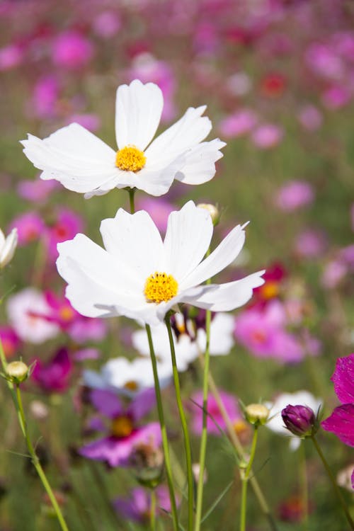 Witte Clustered Petal Flower