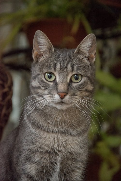 Close-Up Shot of a Brown Tabby Cat 