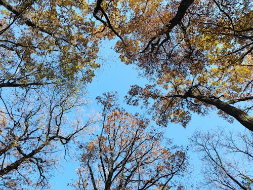 Gratis lagerfoto af efterår, høje træer, miljø