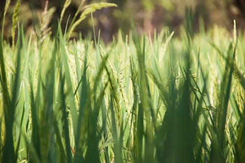 Free stock photo of field, green, rice