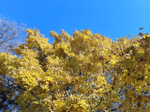 Základová fotografie zdarma na téma javor, podzimní stromy