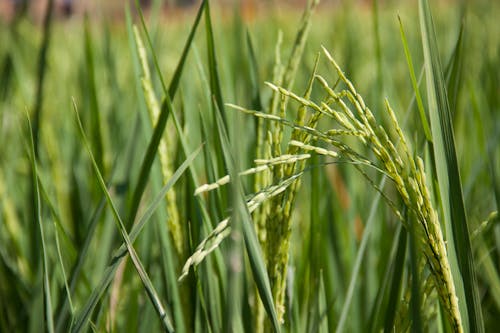 Free stock photo of field, green, rice