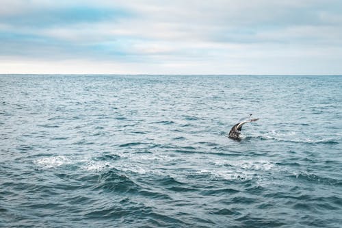 Free A Humpback Whale in the Sea Stock Photo