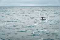 A Whale's Tail Visible on the Surface of the Ocean