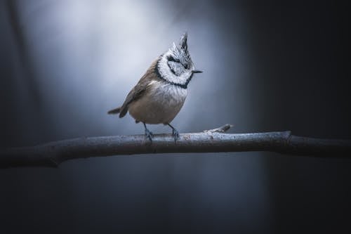 Free Close-Up Shot of a Crested Tit Perched on a Tree Branch Stock Photo