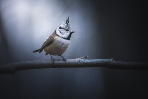 Close-Up Shot of a Crested Tit Perched on a Tree Branch
