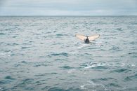 A Whale's Tail Visible on the Surface of the Ocean