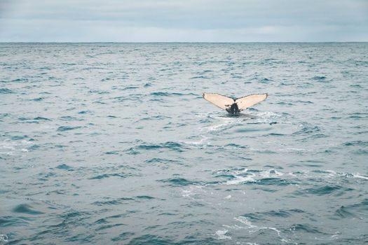 
A Whale's Tail Visible on the Surface of the Ocean