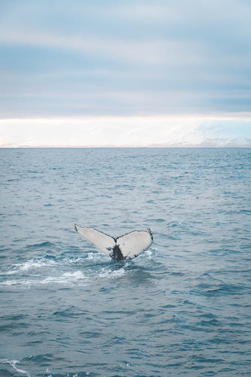 Free A Whale Swimming on the Sea Stock Photo
