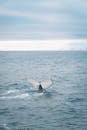 A Whale Swimming on the Sea