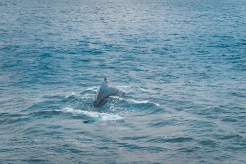 Foto d'estoc gratuïta de animal marí, animals aquàtics, balena