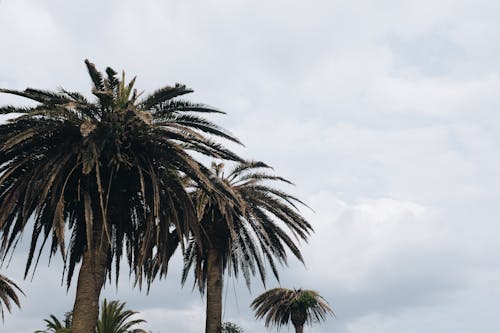 Foto d'estoc gratuïta de a l'aire lliure, arbres, cel