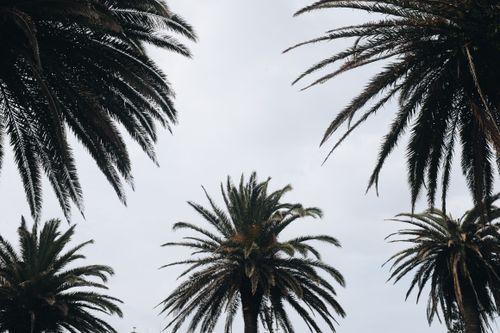Free Looking up at tropical palm trees against a bright sky in Porto, Portugal, capturing a serene outdoor summer vibe. Stock Photo