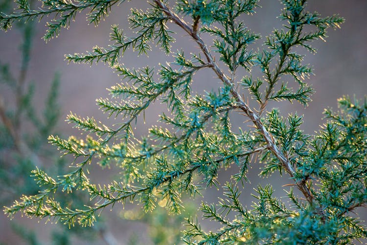 Close-Up Shot Of Pine Tree Branches