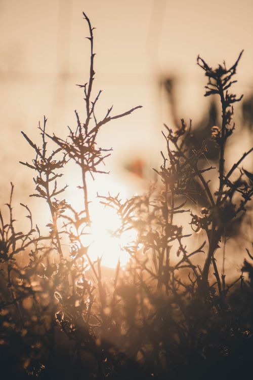Free Silhouette of plants against a vivid sunset in Proença-a-Nova, Portugal. Stock Photo