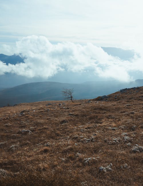 Single Tree on Grassland Hills