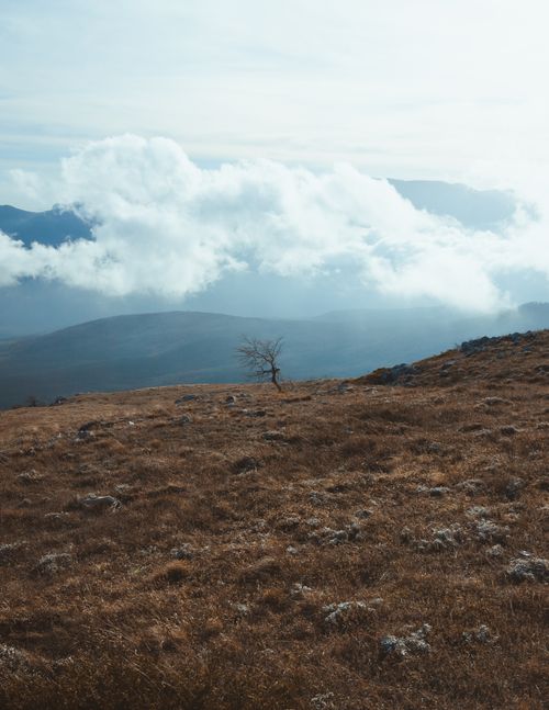 Free Single tree standing alone on a cloud-covered mountain landscape. Stock Photo
