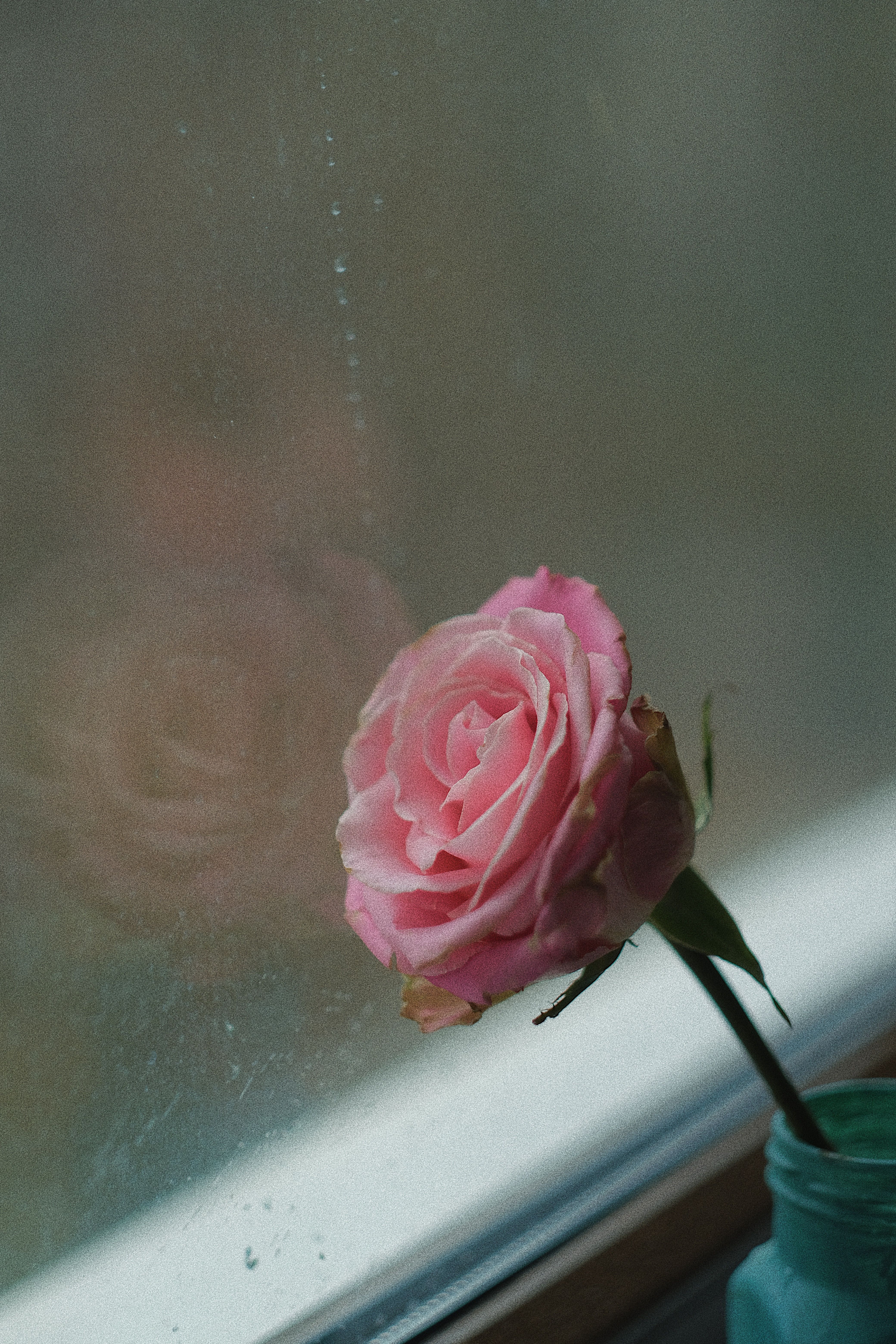 Close-up of a pink rose in a vase by a rainy window with reflections.