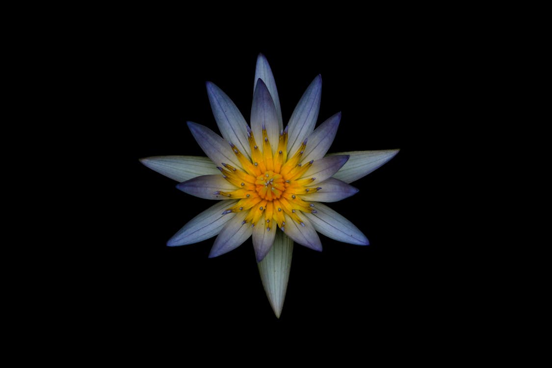 Gratuit Imagine de stoc gratuită din floare, floră, înflorire Fotografie de stoc