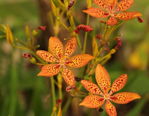 Free Close-Up Shot of Blackberry Lilies in Bloom Stock Photo