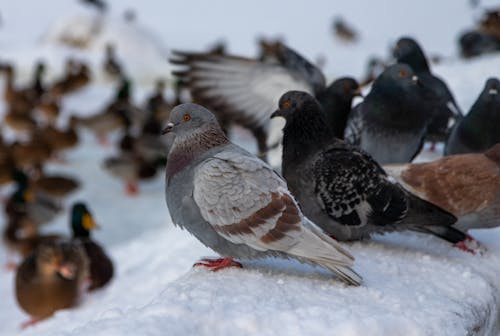 Close-Up Shot of Pigeons
