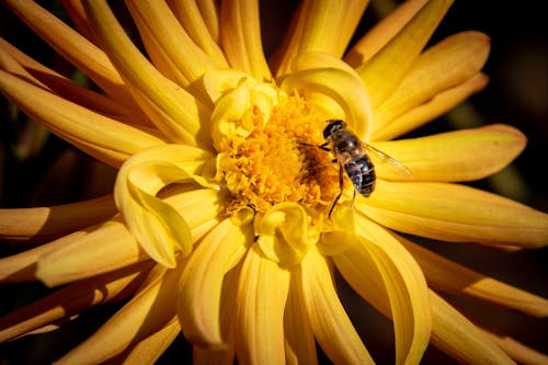 
A Close-Up Shot of a Bee on a Yellow Flower