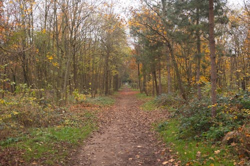 Foto profissional grátis de árvores, caminho, floresta