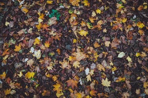 Gratis stockfoto met aarde, bladeren, herfst