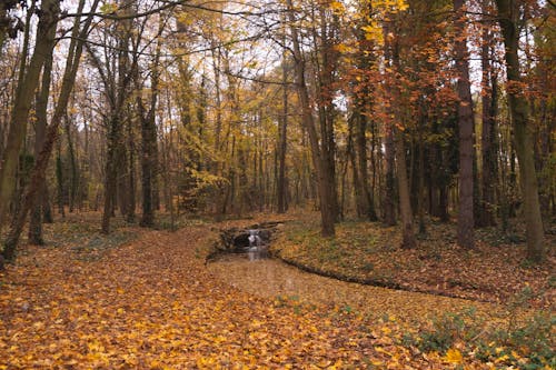 Fotobanka s bezplatnými fotkami na tému jeseň, lesy, pád