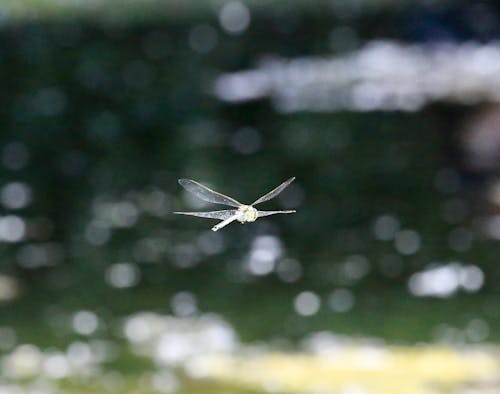 Kostenlos Kostenloses Stock Foto zu fliegender drache, insekt, libellen Stock-Foto