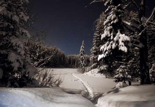 A serene winter night scene featuring snow-covered trees and a starry sky.