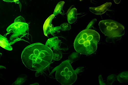 Free Underwater Photography of Green Jelly Fish Stock Photo