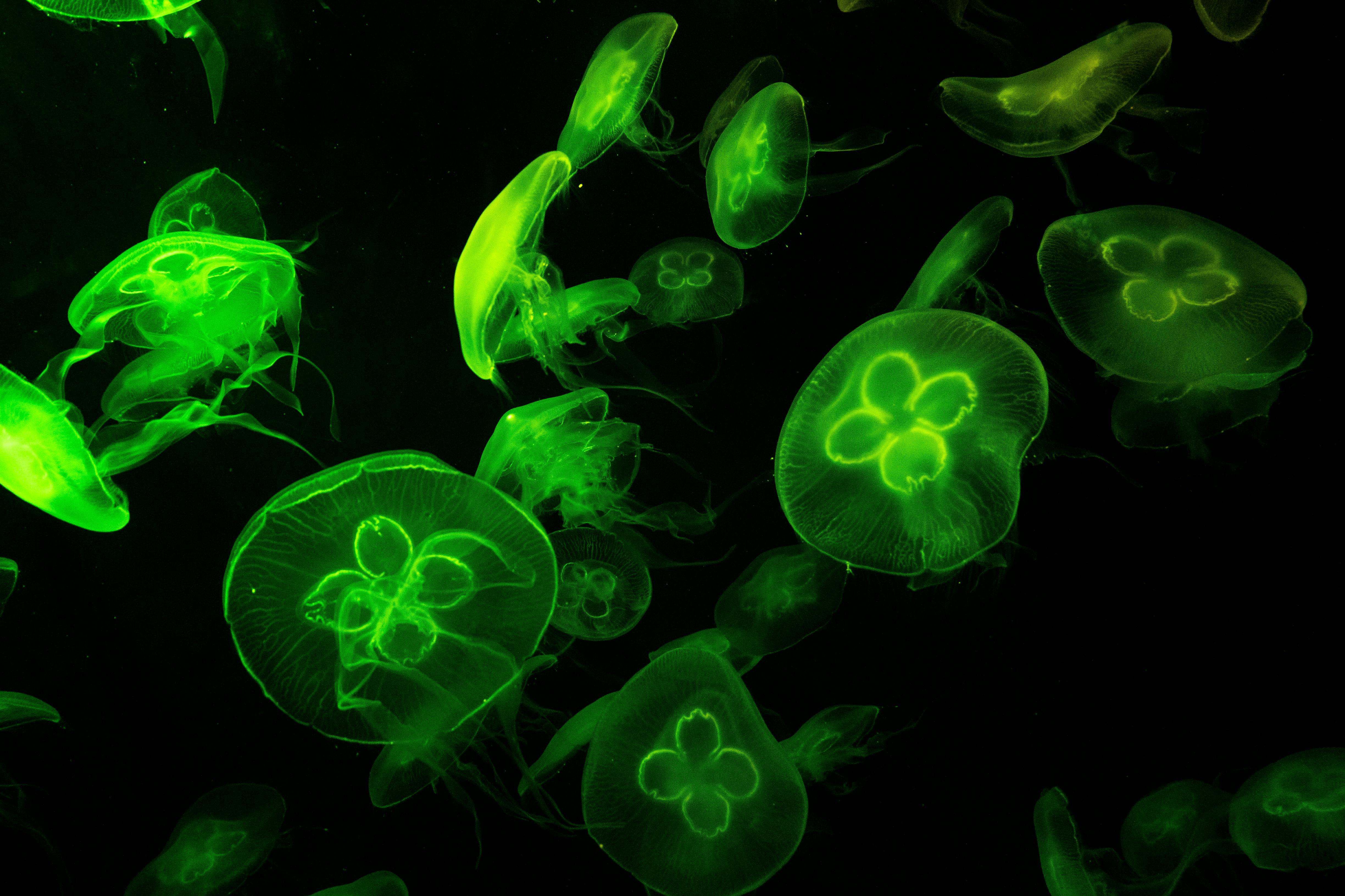 Underwater Photography Of Green Jelly Fish Free Stock Photo